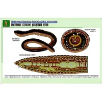 Рельефная таблица "Внутреннее строение дождевого червя" (формат А1, матовое ламинир.) - «globural.ru» - Апрелевка