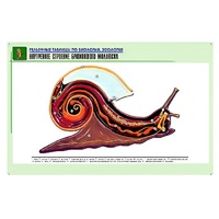 Рельефная таблица "Внутреннее строение брюхоногого моллюска" (формат А1, матовое ламинир.) - «globural.ru» - Апрелевка