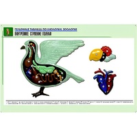 Рельефная таблица "Внутреннее строение голубя" (формат А1, матовое ламинир.) - «globural.ru» - Апрелевка