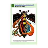 Рельефная таблица "Внутреннее строение жука" (формат А1, матовое ламинир.) - «globural.ru» - Апрелевка