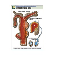 Рельефная таблица "Внутреннее строение гидры" (формат А1, матовое ламинир.) - «globural.ru» - Апрелевка
