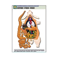 Рельефная таблица "Внутреннее строение кролика" (формат А1, матовое ламинир.) - «globural.ru» - Апрелевка