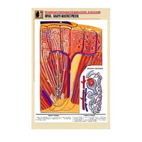 Рельефная таблица "Почка. Макро-микростроение" - «globural.ru» - Апрелевка