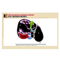 Рельефная таблица "Печень. Висцеральная поверхность" (формат А1, матовое ламинир.) - «globural.ru» - Апрелевка