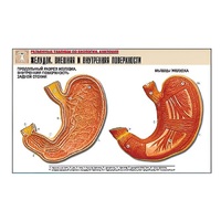 Рельефная таблица "Желудок. Внешняя и внутренняя поверхности" (формат А1, матовое ламинир.) - «globural.ru» - Апрелевка