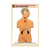 Рельефная таблица "Железы внутренней секреции" (формат А1, матовое ламинир.) - «globural.ru» - Апрелевка