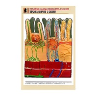 Рельефная таблица "Ворсинка кишечная с сосудом" (формат А1, матовое ламинир.) - «globural.ru» - Апрелевка