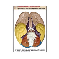 Рельефная таблица "Доли и извилины нижней поверхности полушарий головного мозга" - «globural.ru» - Апрелевка