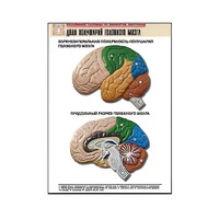 Рельефная таблица "Доли полушарий головного мозга" - «globural.ru» - Апрелевка