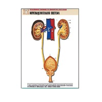 Рельефная таблица "Мочевыделительная система" (формат А1, матовое ламинир.) - «globural.ru» - Апрелевка