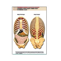 Рельефная таблица "Расположение органов грудной и брюшной полостей по отношению к скелету"(формат А1, лам.) - «globural.ru» - Апрелевка