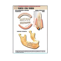 Рельефная таблица "Челюсти и зубы человека" (формат А1, матовое ламинир.) - «globural.ru» - Апрелевка