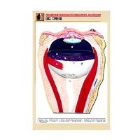 Рельефная таблица "Глаз. Строение" (формат А1, матовое ламинир.) - «globural.ru» - Апрелевка