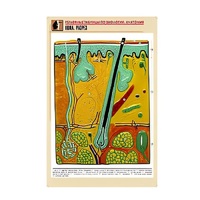 Рельефная таблица "Кожа. Разрез" (формат А1, матовое ламинир.) - «globural.ru» - Апрелевка