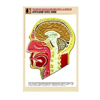 Рельефная таблица "Сагиттальный разрез головы" (формат А1, матовое ламинир.) - «globural.ru» - Апрелевка