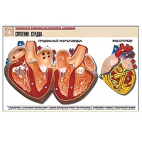 Рельефная таблица "Строение сердца" (формат А1, матовое ламинир.) - «globural.ru» - Апрелевка