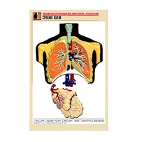 Рельефная таблица "Строение легких" (формат А1, матовое ламинир.) - «globural.ru» - Апрелевка