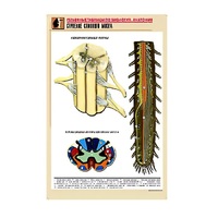 Рельефная таблица "Строение спинного мозга " (формат А1, матовое ламинир.) - «globural.ru» - Апрелевка