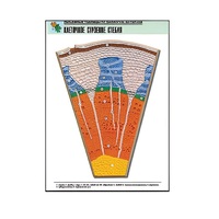 Рельефная таблица "Клеточное строение стебля" (формат А1, матовое ламинир.) - «globural.ru» - Апрелевка