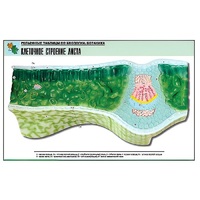 Рельефная таблица "Клеточное строение листа" (формат А1, матовое ламинир.) - «globural.ru» - Апрелевка