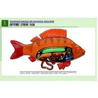 Рельефная таблица "Внутреннее строение рыбы" (формат А1, матовое ламинир.) - «globural.ru» - Апрелевка