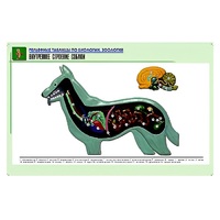 Рельефная таблица "Внутреннее строение собаки" (формат А1, матовое ламинир.) - «globural.ru» - Апрелевка