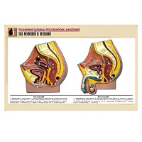 Рельефная таблица "Таз мужской и женский" (формат А1, матовое ламинир.) - «globural.ru» - Апрелевка