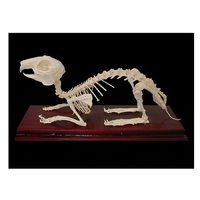 Скелет кролика - «globural.ru» - Апрелевка