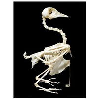 Скелет голубя - «globural.ru» - Апрелевка