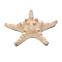 Сухой препарат "Звезда морская" (вариант 2) - «globural.ru» - Апрелевка