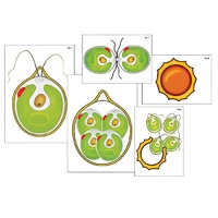 Модель-аппликация "Размножение одноклеточной водоросли" (ламинированная) - «globural.ru» - Апрелевка