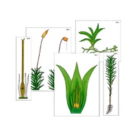 Модель-аппликация "Размножение мха" (ламинированная) - «globural.ru» - Апрелевка