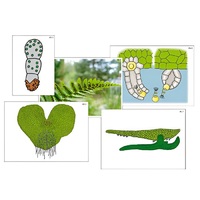 Модель-аппликация "Размножение папоротника" (ламинированная) - «globural.ru» - Апрелевка