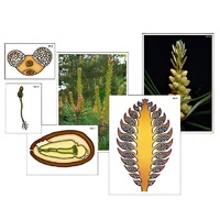 Модель-аппликация "Размножение сосны" (ламинированная) - «globural.ru» - Апрелевка