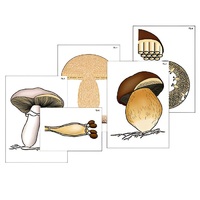Модель-аппликация "Размножение шляпочного гриба" (ламинированная) - «globural.ru» - Апрелевка