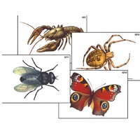 Модель-аппликация "Разнообразие беспозвоночных" (ламинированная) - «globural.ru» - Апрелевка