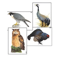 Модель-аппликация "Разнообразие высших хордовых 1. Пресмыкающиеся и птицы" (ламинированная) - «globural.ru» - Апрелевка