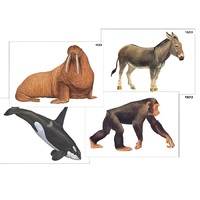 Модель-аппликация "Разнообразие высших хордовых 2. Млекопитающие" (ламинированная) - «globural.ru» - Апрелевка