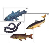 Модель-аппликация "Разнообразие низших и высших хордовых" (ламинированная) - «globural.ru» - Апрелевка