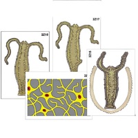 Модель-аппликация "Строение и размножение гидры" (ламинированная) - «globural.ru» - Апрелевка