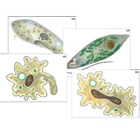 Модель-аппликация "Строение и разнообразие простейших" (ламинированная) - «globural.ru» - Апрелевка