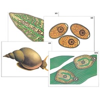 Модель-аппликация "Циклы развития печеночного сосальщика и бычьего цепня" (ламинированная) - «globural.ru» - Апрелевка