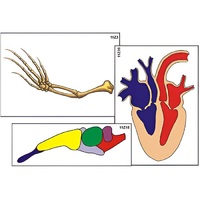Модель-аппликация "Эволюция важнейших систем органов позвоночных" (ламинированная) - «globural.ru» - Апрелевка
