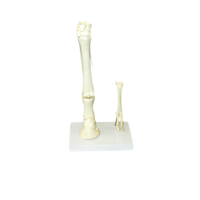 Модель "Скелет конечностей лошади и овцы" (на подставке) - «globural.ru» - Апрелевка