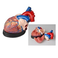 Модель сердца в разрезе (демонстрационная) - «globural.ru» - Апрелевка