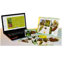 Коллекция натурально-интерактивная "Голосеменные растения" - «globural.ru» - Апрелевка