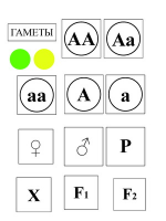 Модель-аппликация Моногибридное скрещивание и его цитологические основы - «globural.ru» - Апрелевка