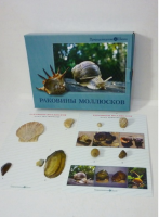 Коллекция "Раковины моллюсков" (вариант 2) - «globural.ru» - Апрелевка