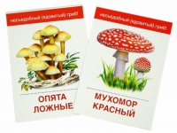 Раздаточные карточки "Грибы съедобные и не съедобные" - «globural.ru» - Апрелевка