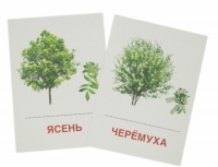Раздаточные карточки "Деревья и кустарники" - «globural.ru» - Апрелевка